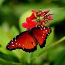 🦋 BD Butterflies 🦋