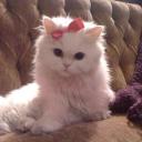 Meowhub | Social • SFW • Active • Guild • Meow • Fun • Nitro • Vc •  Comunity
