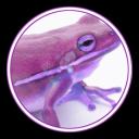 \_Frog Team_//