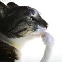 Sol's Community Programming & RE Server