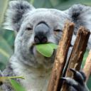 [TKK] The Killa Koalas