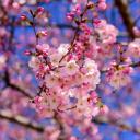 The Cherry Blossom Garden